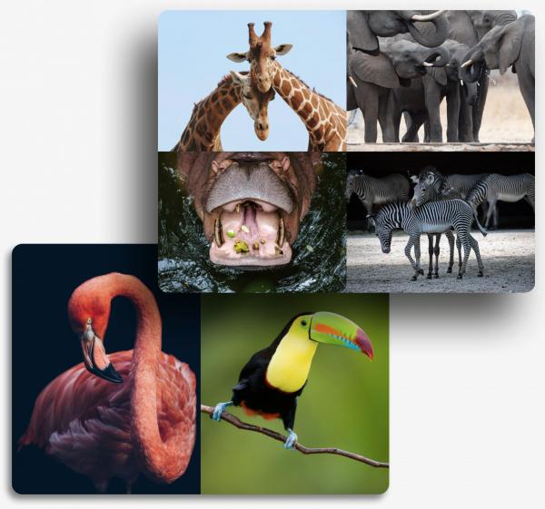 Collage Bildschirmfoto Absatz Bilder-Kachel.