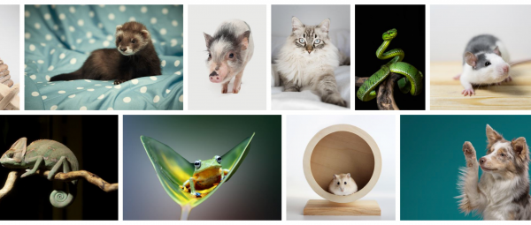 Darstellung zwei sich gegenseitig verschiebender Bildreihen.