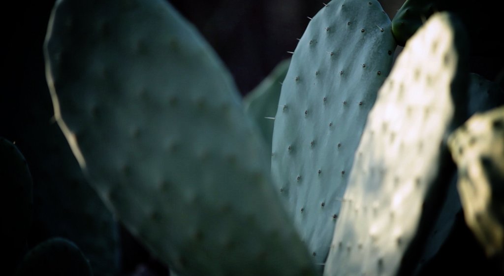 Verschwommener Kaktus.