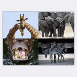 Vorschaubild Absatzmodul Bilder Kachel.