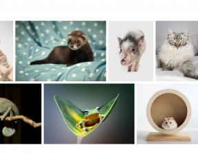 Bildschirmfoto Absatzmodul Scroll F/X Band.