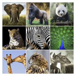 Vorschaubild Absatzmodul Bild-Matrix.